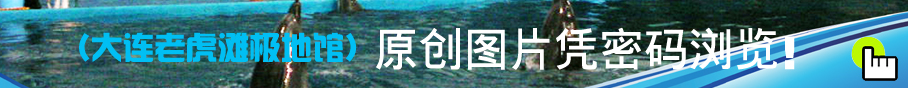 大連老虎灘極地館，員工服裝設計方案